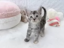 メインクーン【大阪府・女の子・2024年11月29日・シルバーパッチドタビー】の写真6