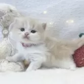 ミヌエット(長足)【大阪府・男の子・2025年10月25日・クリームタビー&ホワイト】の写真7