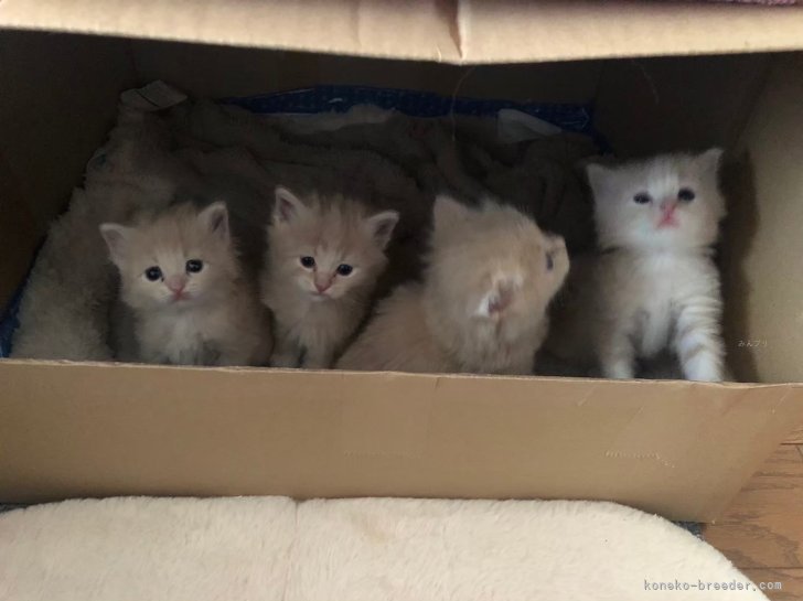 藤原富美栄ブリーダーのブログ：六華ちゃん、春ちゃん、茶々丸君、茶花君お誕生日おめでとう🎉