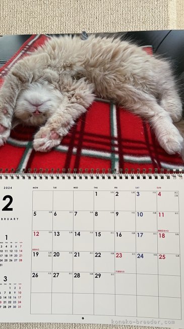 藤原富美栄ブリーダーのブログ：今月のうーたんカレンダー🥰