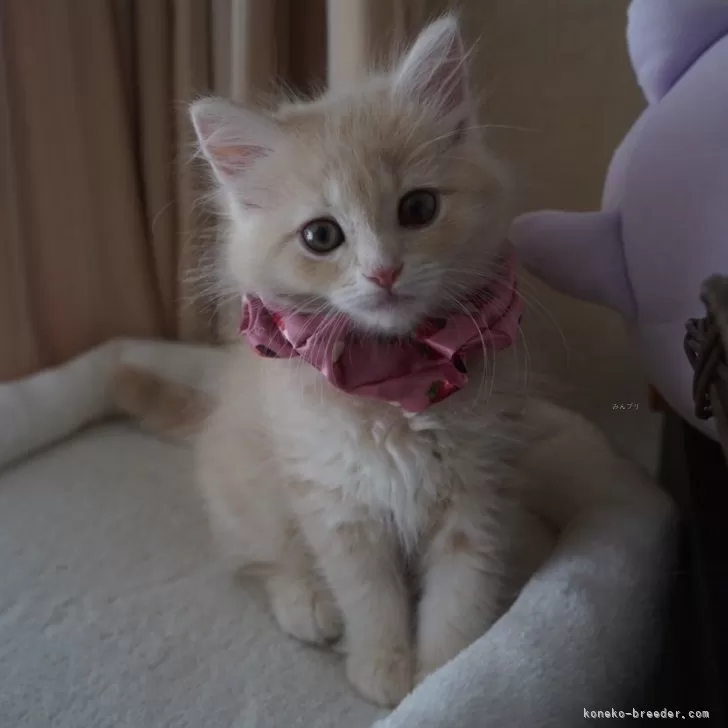 ID:2403-00734の子猫