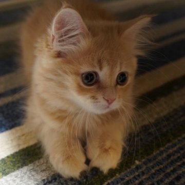 サイベリアン【北海道・女の子・2024年10月24日・クリーム&タビーホワイト】の写真「落ち着きのある爪切り出来る良い娘💖」