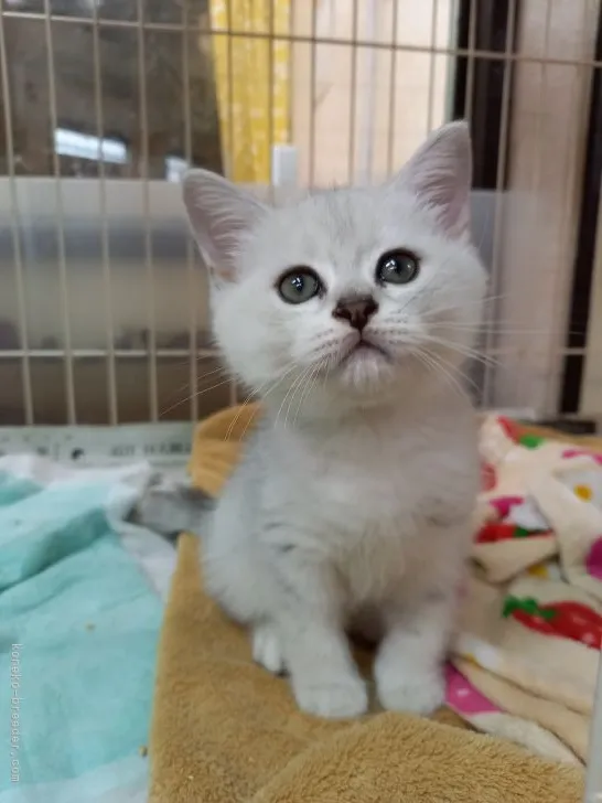 ID：2109-01337の子猫