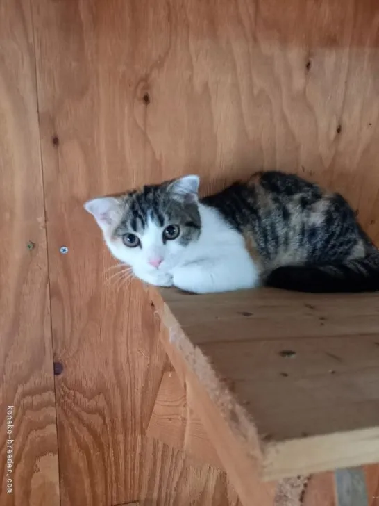 ID:2109-00758の子猫