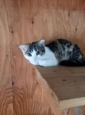 スコティッシュフォールド(折れ耳)【滋賀県・女の子・2021年4月26日・キャリコ】の写真1「8/9撮影お目めがくりくり。」