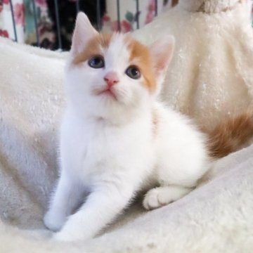 スコティッシュフォールド【滋賀県・女の子・2025年8月17日・カメオタビー&ホワイト】の写真「かわいい男の子です。」