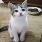 スコティッシュフォールド(立ち耳)【滋賀県・男の子・2025年1月14日・ブラウンタビー&ホワイト】の写真1