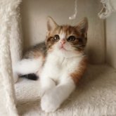 スコティッシュフォールド(立ち耳)