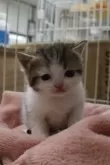 スコティッシュフォールド(立ち耳)【滋賀県・男の子・2025年1月14日・ブラウンタビー&ホワイト】の写真2