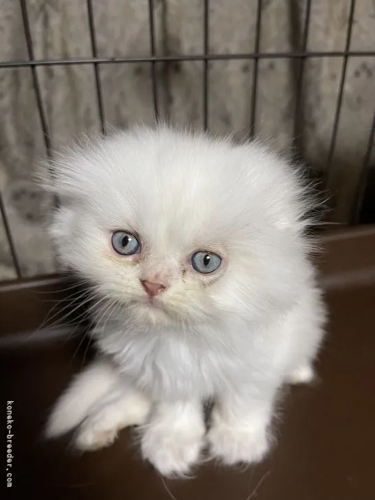 ID:2109-02617の子猫