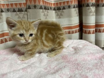 マンチカン(短足)【愛知県・女の子・2021年8月14日・レッドタビー（ショートヘア）】の写真「短足アメショ柄レッドタビーの女の子凄くカワイイです」