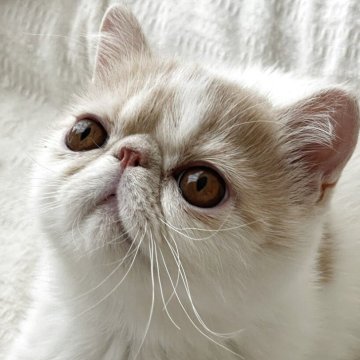 エキゾチックショートヘア【埼玉県・男の子・2025年3月23日・クリームタビー&ホワイト】の写真「抱っこが得意！！ゴロゴロ言います♪性格も抜群⭐︎」