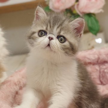 エキゾチックショートヘア【埼玉県・男の子・2025年3月29日・ブルータビー&ホワイト】の写真「人懐っこく好奇心旺盛！元気で賢い男の子です。」