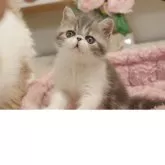 エキゾチックショートヘア