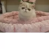 エキゾチックショートヘア