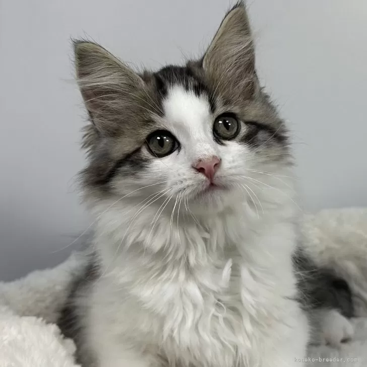 ID：2402-02266の子猫