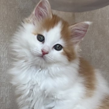 サイベリアン【千葉県・女の子・2024年2月2日・レッド&ホワイト】の写真「バッチリオメメ
すぐにお迎え出来ます。」