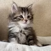 サイベリアン【千葉県・女の子・2024年10月20日・ブラウンタビー&ホワイト】の写真1