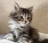 サイベリアン【千葉県・女の子・2024年10月20日・ブラウンタビー&ホワイト】の写真4