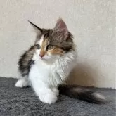 サイベリアン【千葉県・女の子・2024年6月27日・キャリコ】の写真5