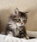 サイベリアン【千葉県・女の子・2024年10月20日・ブラウンタビー&ホワイト】の写真5