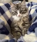 サイベリアン【千葉県・男の子・2025年8月17日・ブラウンタビー&ホワイト】の写真4