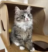 サイベリアン【千葉県・男の子・2025年8月17日・ブラウンタビー&ホワイト】の写真2