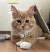 サイベリアン【千葉県・男の子・2025年8月17日・レッドタビー&ホワイト】の写真3