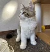 サイベリアン【千葉県・女の子・2025年7月3日・ブラウンマッカレルタビー&ホワイト】の写真5