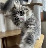 サイベリアン【千葉県・男の子・2025年8月17日・ブラウンタビー&ホワイト】の写真3