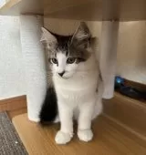 サイベリアン【千葉県・男の子・2025年8月20日・ブラウンタビー&ホワイト】の写真2