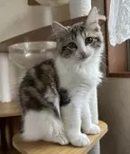 サイベリアン【千葉県・女の子・2025年7月3日・ブラウンマッカレルタビー&ホワイト】の写真10