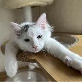 サイベリアン【千葉県・男の子・2025年7月3日・シルバータビー&ホワイトバン】の写真8