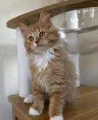 サイベリアン【千葉県・男の子・2025年8月17日・レッドタビー&ホワイト】の写真5