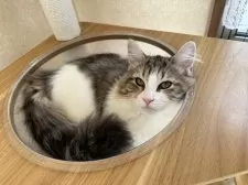 サイベリアン【千葉県・女の子・2025年7月3日・ブラウンマッカレルタビー&ホワイト】の写真2