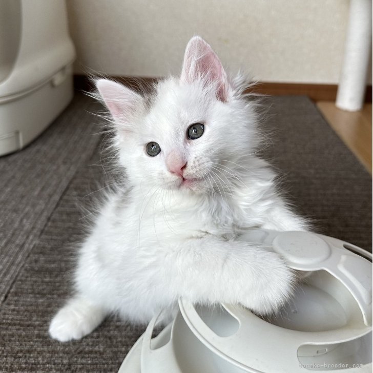 ねこ ページ ねこ にゃん これなーんだ？ ももろ(著) - 岩崎書店 | 版元