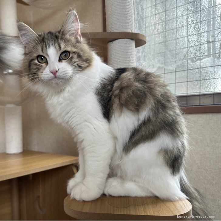 ブリーダー画像