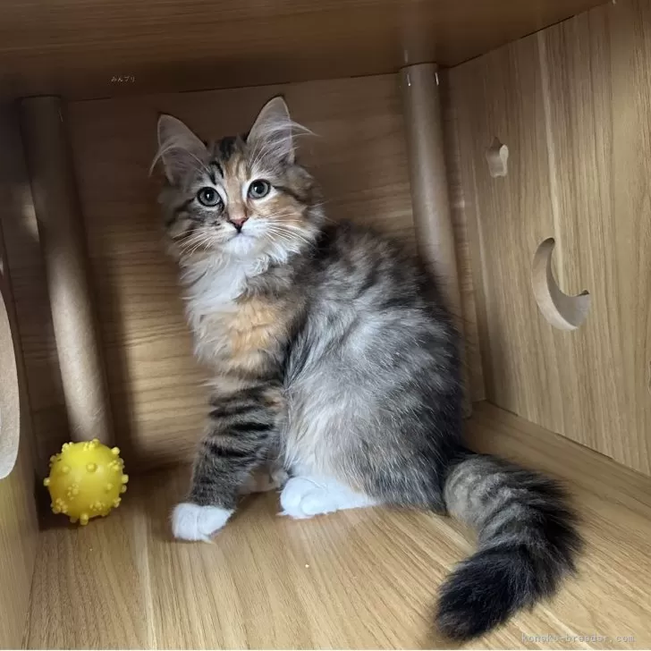 サイベリアン【千葉県・女の子・2025年8月17日・キャリコ】の写真1