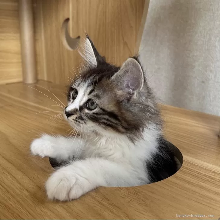 サイベリアン【千葉県・男の子・2025年8月20日・ブラウンタビー&ホワイト】の写真1