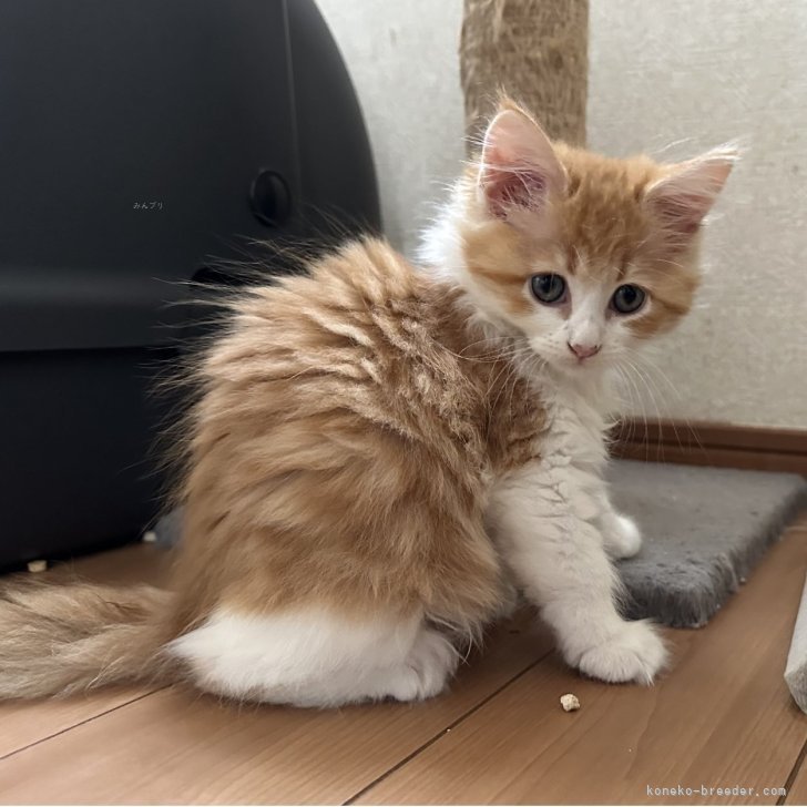 ブリーダー画像