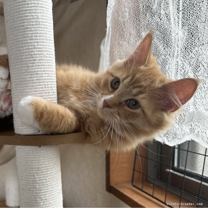 ブリーダー画像