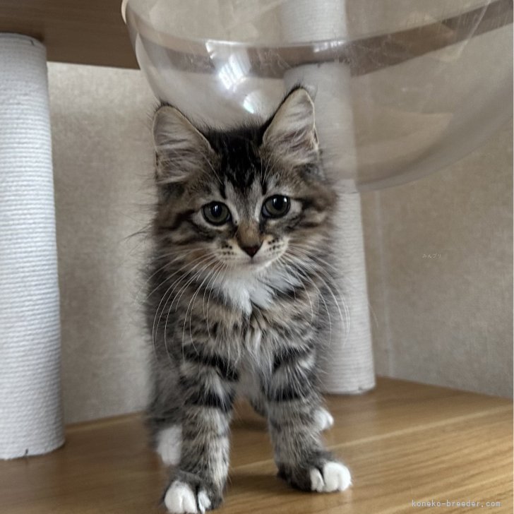 ブリーダー画像