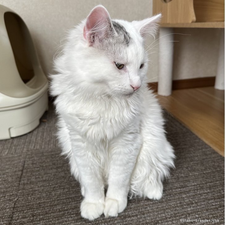 ブリーダー画像