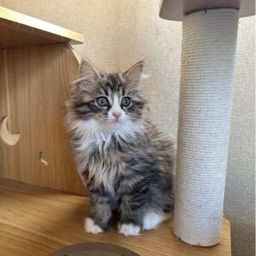 サイベリアン【千葉県・男の子・2025年8月17日・ブラウンタビー&ホワイト（フワフワ）】の写真「人懐こい男の子😊」