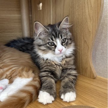 サイベリアン【千葉県・男の子・2025年8月17日・ブラウンタビー&ホワイト（フワフワ）】の写真「人懐こい男の子😊」