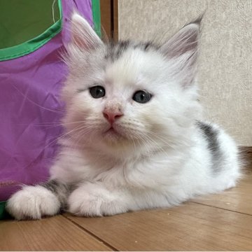 サイベリアン【千葉県・男の子・2025年7月3日・シルバーマッカレルタビー&ホワイト】の写真「とっても食いしん坊の男の子🥰」