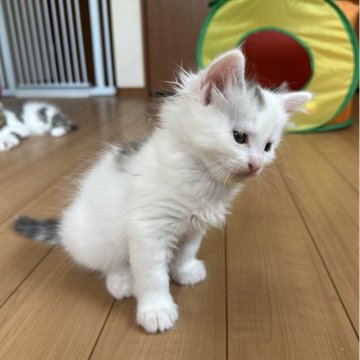 サイベリアン【千葉県・男の子・2025年7月3日・シルバーマッカレルタビー&ホワイト】の写真「ペンライトテール🥰」
