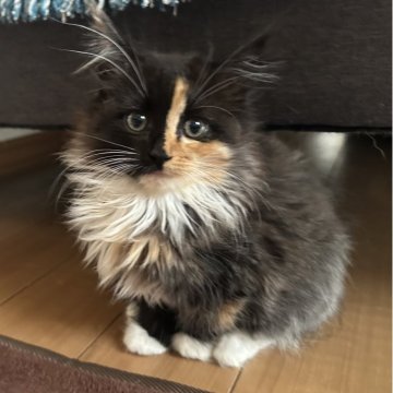 サイベリアン【千葉県・女の子・2025年8月17日・キャリコ（ふわふわ）】の写真「個性的なお顔🥰」