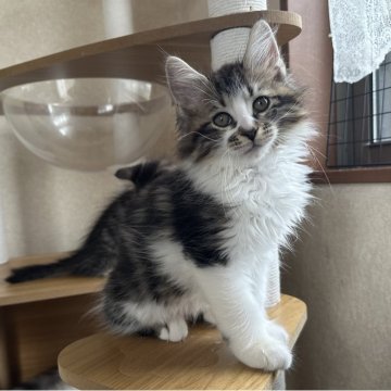 サイベリアン【千葉県・男の子・2025年8月20日・ブラウンタビー&ホワイト】の写真「遊び大好き男の子」