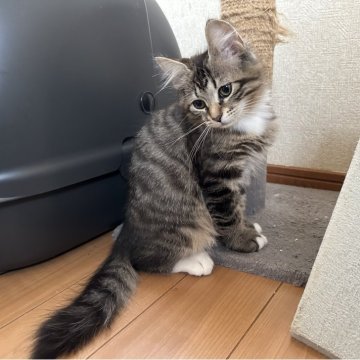 サイベリアン【千葉県・女の子・2025年8月20日・ブラックタビー（フワフワ）】の写真「イタズラっ子の女の子」